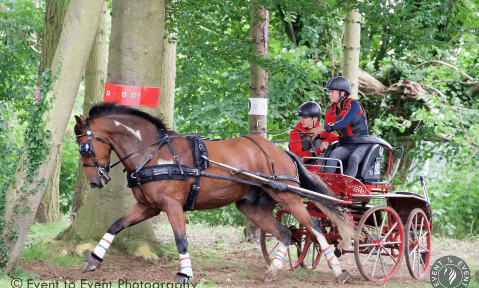 Horse pulling carriage with two drivers in a wooded area